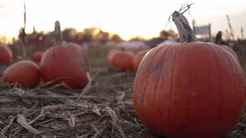 Pumpkin in a patch at dusk 動画素材 78111659