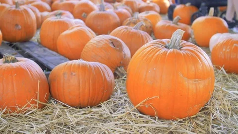 Pumpkin Patch Early Morning In Hay Handheld Stock Footage 126557906