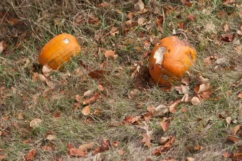 Pumpkin Patch eaten by animals Stock Photos
