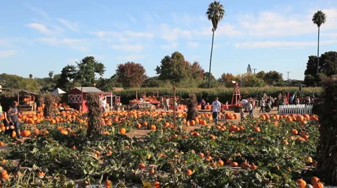 Pumpkin Patch (establishing shot) Stock Footage 903855