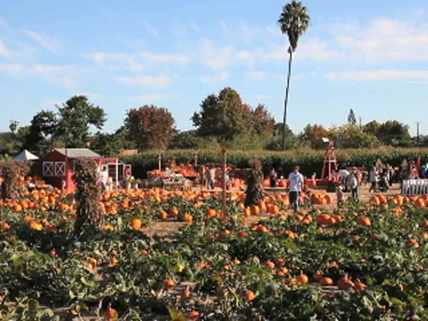 Pumpkin Patch (establishing shot) Stock Footage 955182
