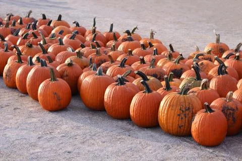 Pumpkin patch in the evening time Fotos de archivo