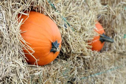 Pumpkin patch in the evening time Fotos de archivo