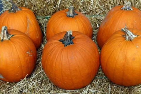Pumpkin patch in the evening time Stock Photos