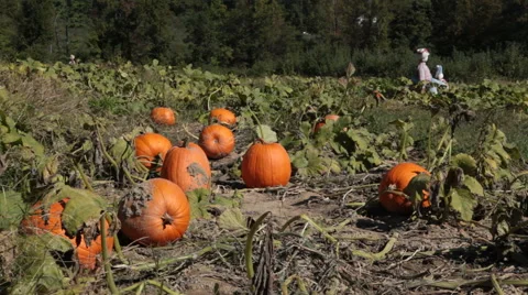 Pumpkin Patch In The Fall Video stock 60962264