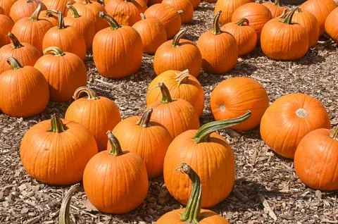 Pumpkin Patch Fall Harvest Background Stockfoto's