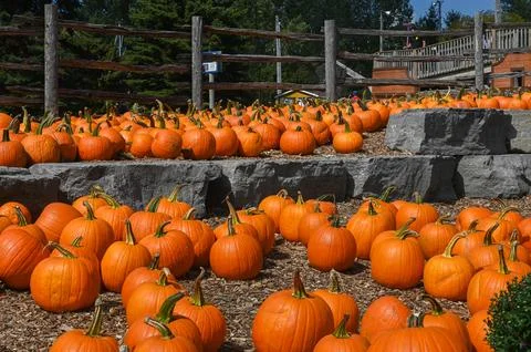 Pumpkin Patch Fall Harvest Background Stockfoto's
