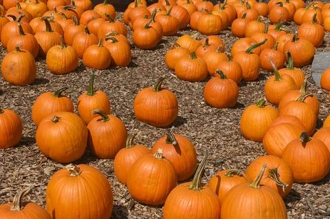 Pumpkin Patch Fall Harvest Background Stockfoto's