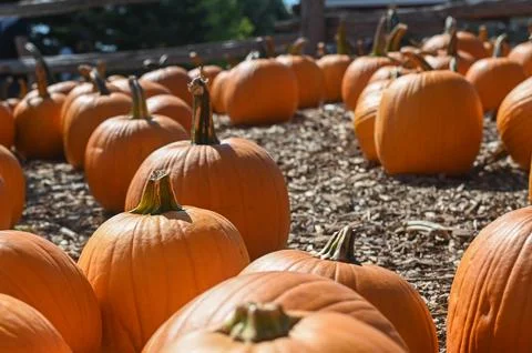 Pumpkin Patch Fall Harvest Background Stockfoto's
