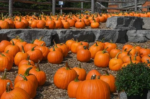 Pumpkin Patch Fall Harvest Background Stockfoto's