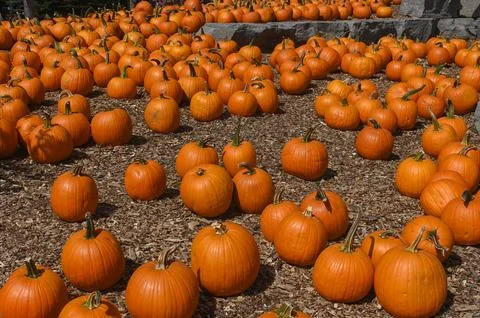 Pumpkin Patch Fall Harvest Background Stockfoto's