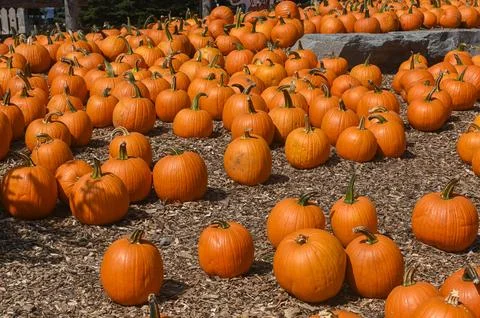 Pumpkin Patch Fall Harvest Background Stockfoto's