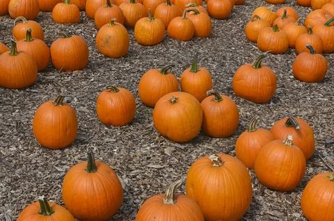 Pumpkin Patch Fall Harvest Background Stockfoto's