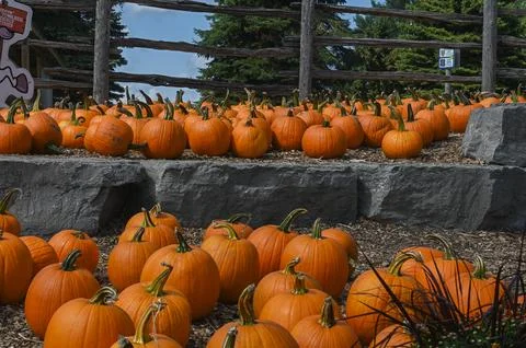 Pumpkin Patch Fall Harvest Background Stock Photos