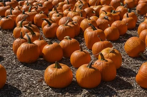 Pumpkin Patch Fall Harvest Background Stock Photos