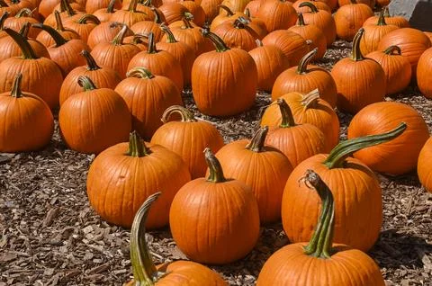 Pumpkin Patch Fall Harvest Background Stock Photos