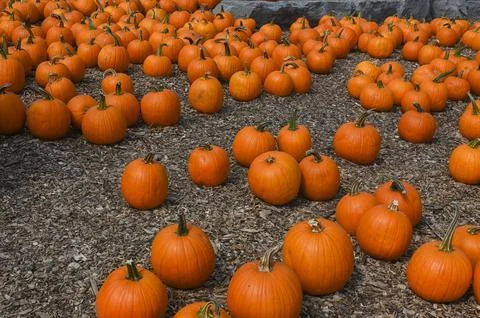 Pumpkin Patch Fall Harvest Background Stock Photos
