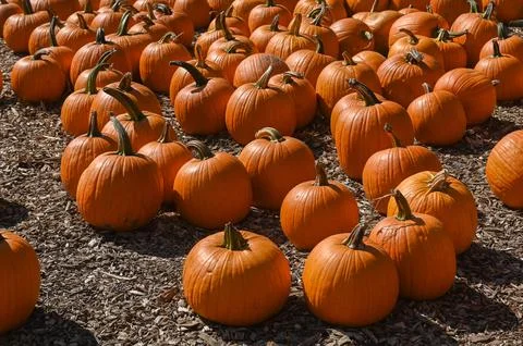 Pumpkin Patch Fall Harvest Background Stock Photos