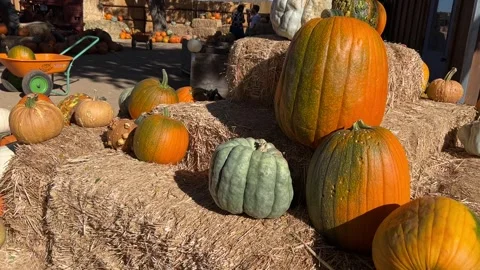 Pumpkin Patch of Fall Season in Dewey Arizona Video stock 254822373