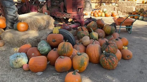 Pumpkin Patch of Fall Season in Dewey Arizona Video stock 254822387