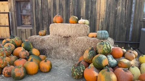 Pumpkin Patch of Fall Season in Dewey Arizona Video stock 254822399
