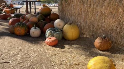 Pumpkin Patch of Fall Season in Dewey Arizona Video stock 254822405