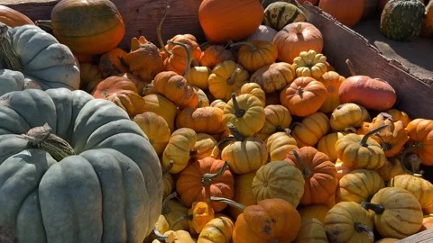 Pumpkin Patch of Fall Season in Dewey Arizona Stock Footage 254822409