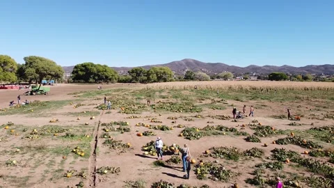 Pumpkin Patch of Fall Season in Dewey Arizona Video stock 254930736