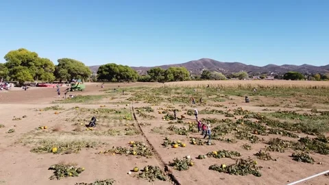 Pumpkin Patch of Fall Season in Dewey Arizona Video stock 254930737