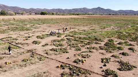 Pumpkin Patch of Fall Season in Dewey Arizona Video stock 254930754