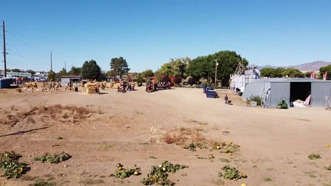 Pumpkin Patch of Fall Season in Dewey Arizona Video stock 254930755