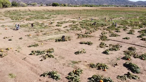Pumpkin Patch of Fall Season in Dewey Arizona Video stock 254930775