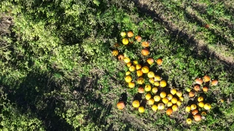 Pumpkin patch in farm field during Halloween with Fall season colors Video stock 224427422