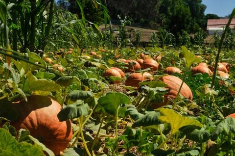 Pumpkin patch in farm field Stock Photos