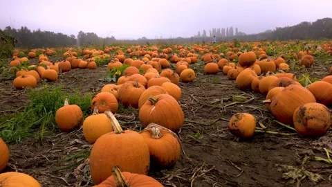 Pumpkin patch, farm, field picking, halloween Vídeo Stock 162780010