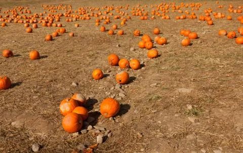 Pumpkin patch at the farm. Stock Photos