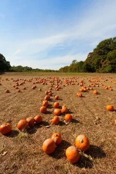 Pumpkin patch at the farm. Stock Photos
