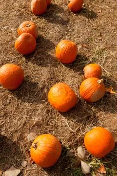 Pumpkin patch at the farm. Stock Photos