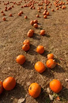 Pumpkin patch at the farm. Stock Photos