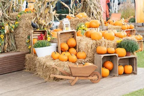 Pumpkin patch at farm Stock Photos