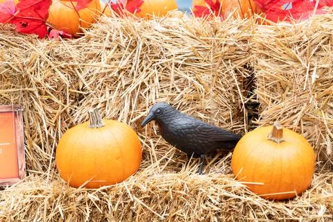Pumpkin patch at farm Foto stock