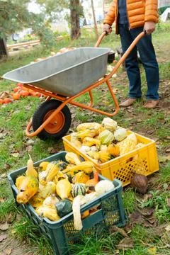 Pumpkin patch at farm Foto stock
