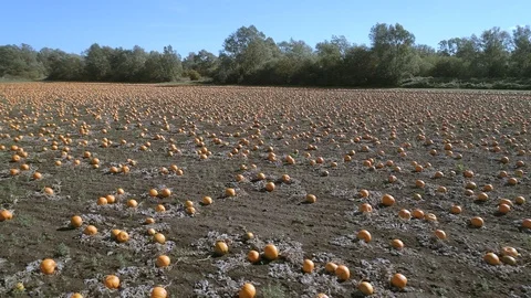 Pumpkin Patch on a Farm Ready for Harvest Aerial Flyover Video stock 95671531