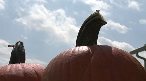 Pumpkin Patch Farm Timelapse Stock Footage 3456022
