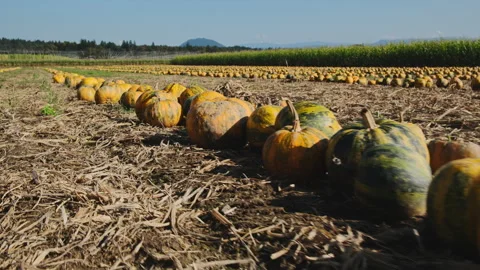 Pumpkin patch in a farmer field during the autumn harvest season Stock Footage 254362573