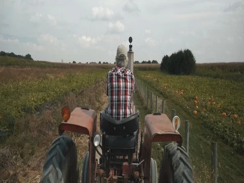 Pumpkin Patch Farmer Riding Tractor Stock Footage Stock Footage 81440589
