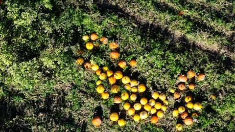 Pumpkin patch on farmers field during Halloween season in Autumn Фото