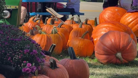 Pumpkin Patch - Feet walking Stock Footage 318184458