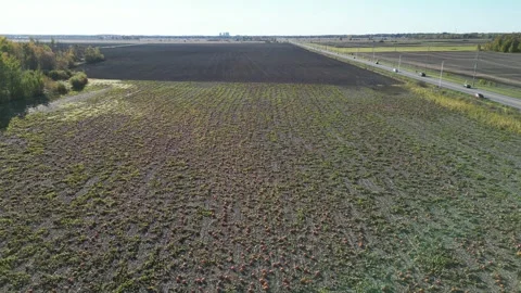 Pumpkin patch field aerial  drone tracking top down Stock Footage 288731989