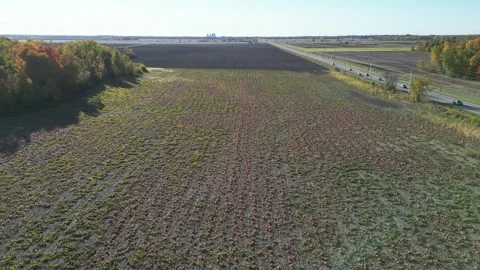 Pumpkin patch field aerial drone shot dolly in Stock Footage 288732059